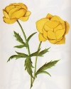 Vegetazione spontanea Trollius europaeus